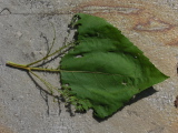 Leaf4