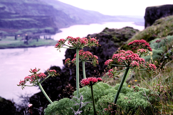 Lomatium_columbianum