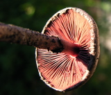 DSCN3171