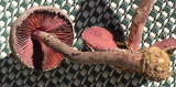 DSCN3172