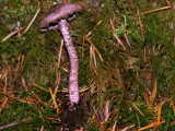 DSCN3159