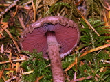 DSCN3160