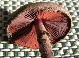 DSCN3166