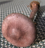 DSCN3169