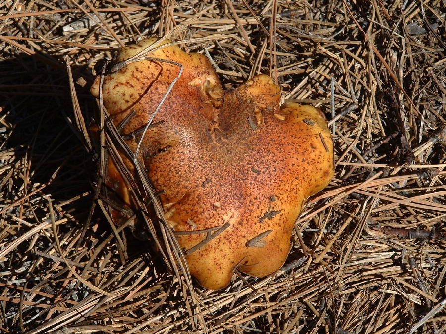 Suillus tomentosus-3