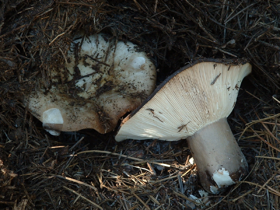 Russula cf densifolia
