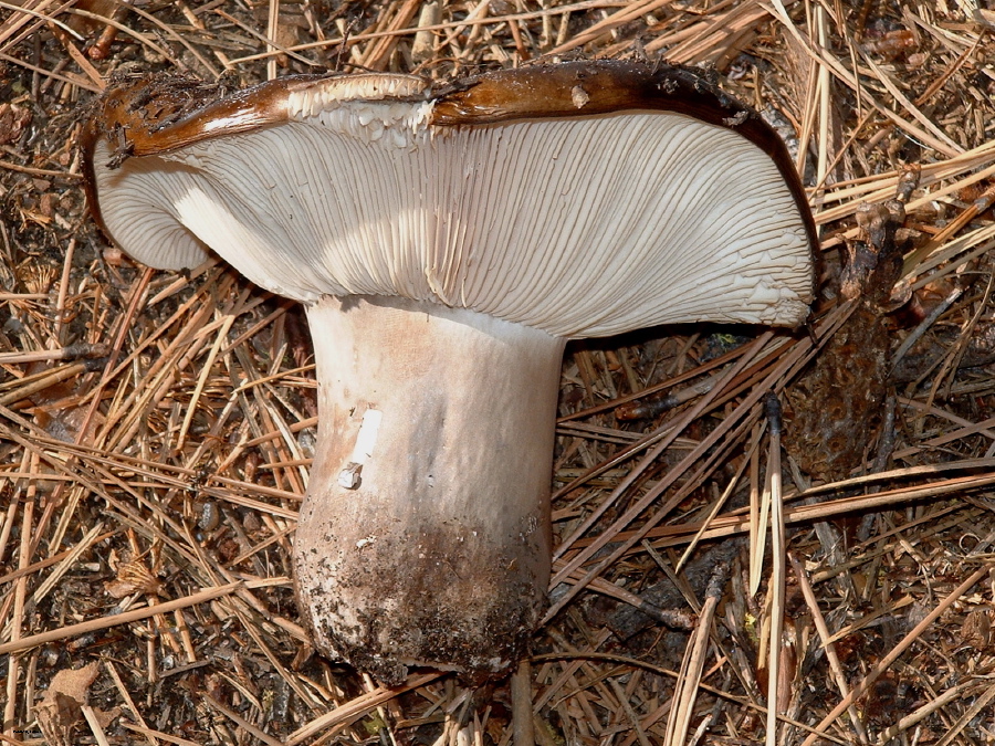 Russula cf densifolia-2