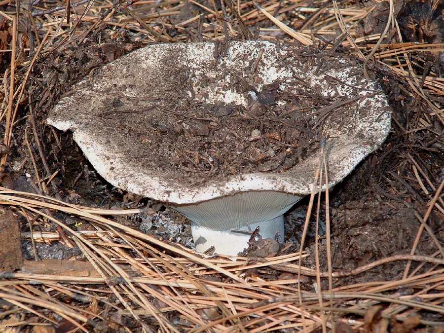 Russula cf. brevipes