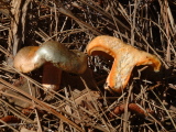 Lactarius cf deliciosus