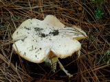 Amanita muscaria