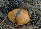 Suillus tomentosus