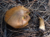 Suillus tomentosus-2
