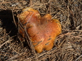 Suillus tomentosus-3