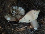 Russula cf densifolia