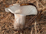 Russula cf densifolia-2
