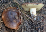 Suillus cf brevipes