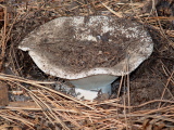 Russula cf. brevipes
