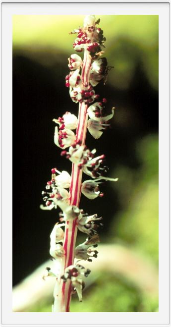 Allotropa_virgata