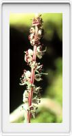 Allotropa_virgata