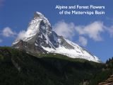 NPSO Swiss1