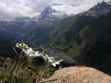 NPSO Swiss1