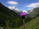 NPSO Swiss1