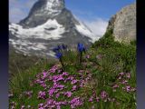 NPSO Swiss1