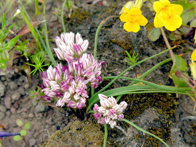 Allium_amplectens