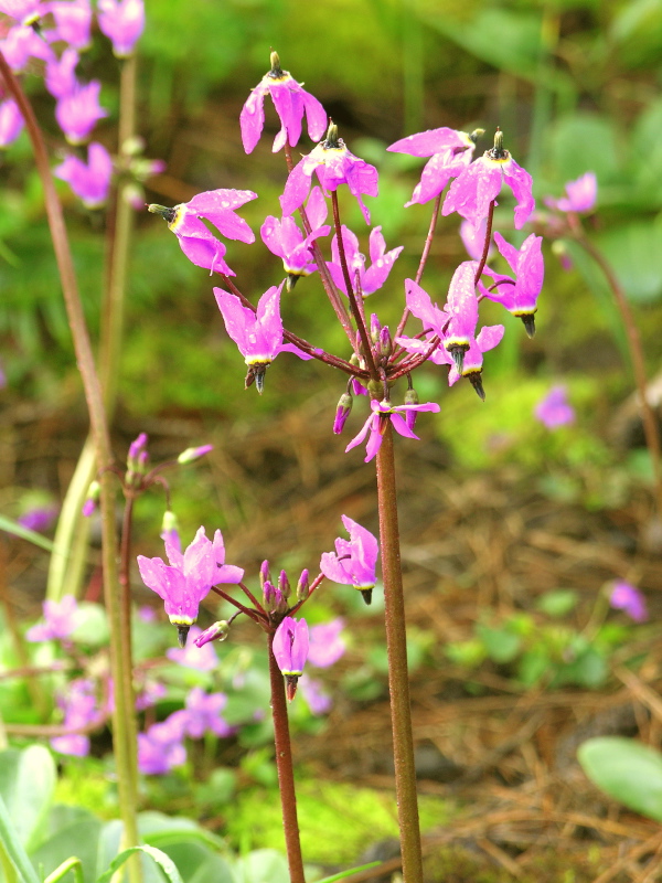 Dodecatheon_hendersonii2
