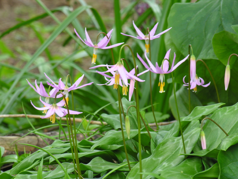 Erythronium_revolutum
