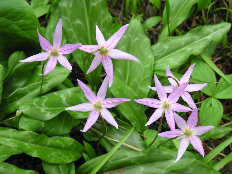 Erythronium_revolutum2