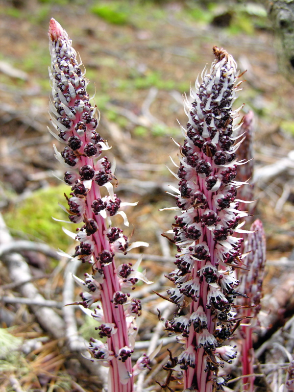 Allotropa_virgata