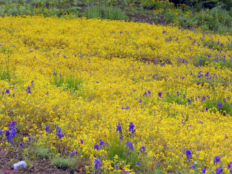 Mimulus_guttatus