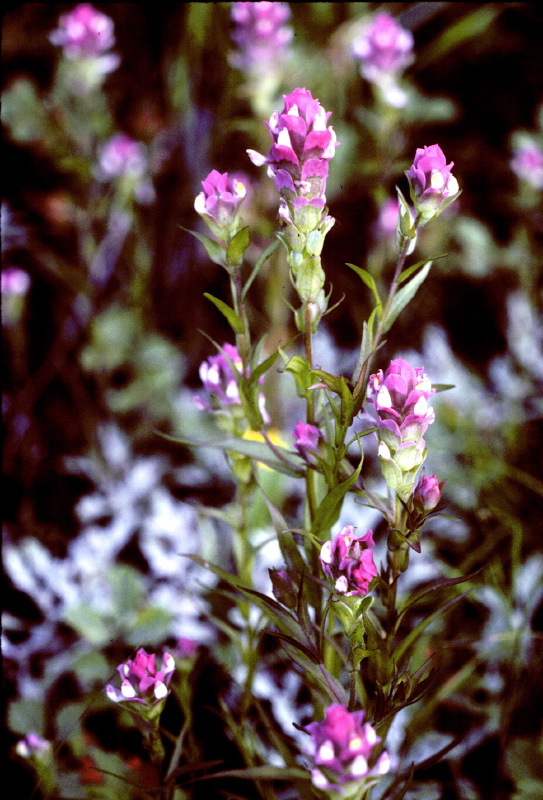 Orthocarpus_imbricatus2