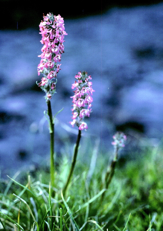 Pedicularis_attollens