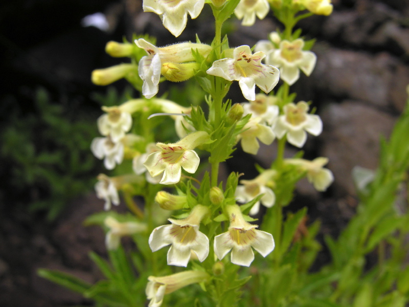 Penstemon_deustus