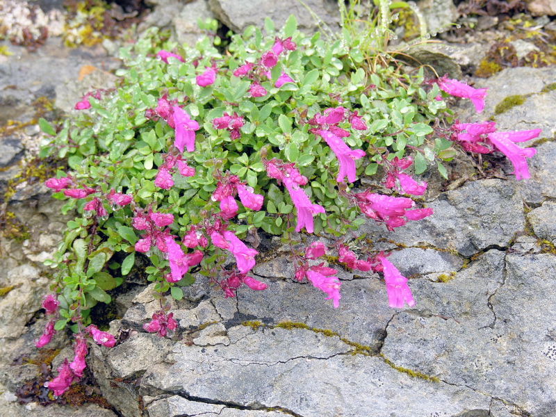Penstemon_rupicola