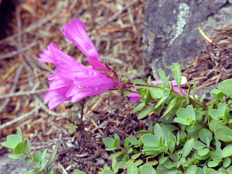 Penstemon_rupicola2