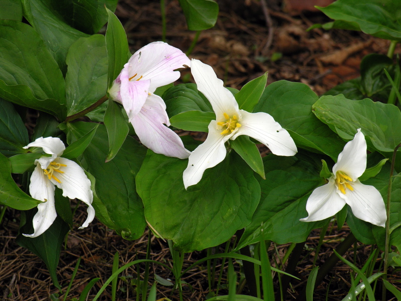 Trillium_ovatum