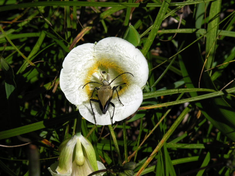 Calochortus_subalpinus