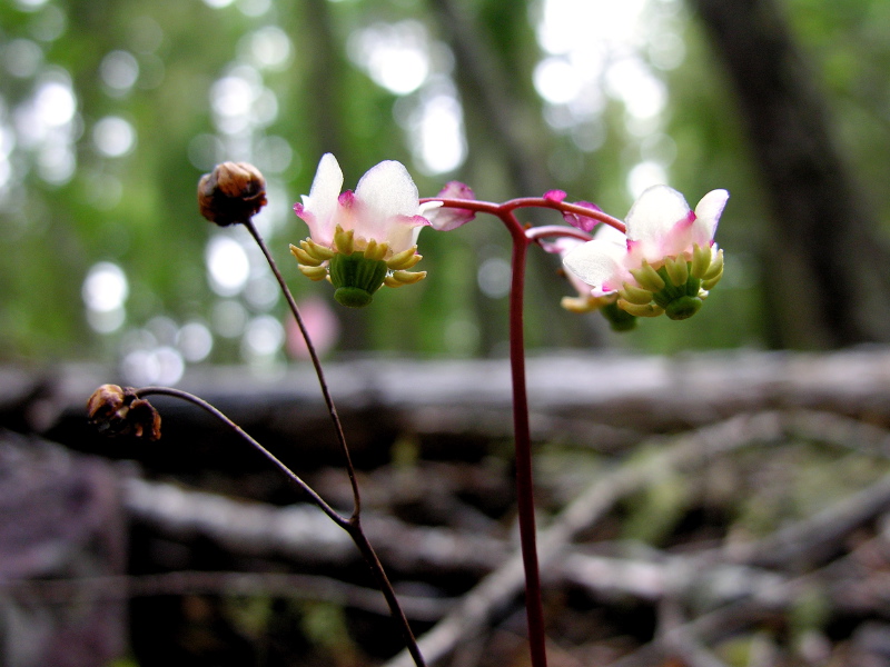 Chimaphila_menziesii