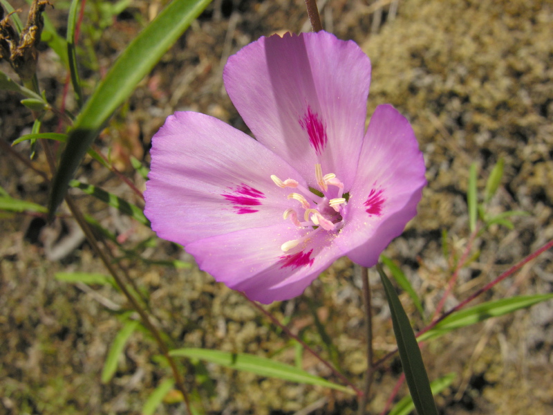 Clarkia_amoena