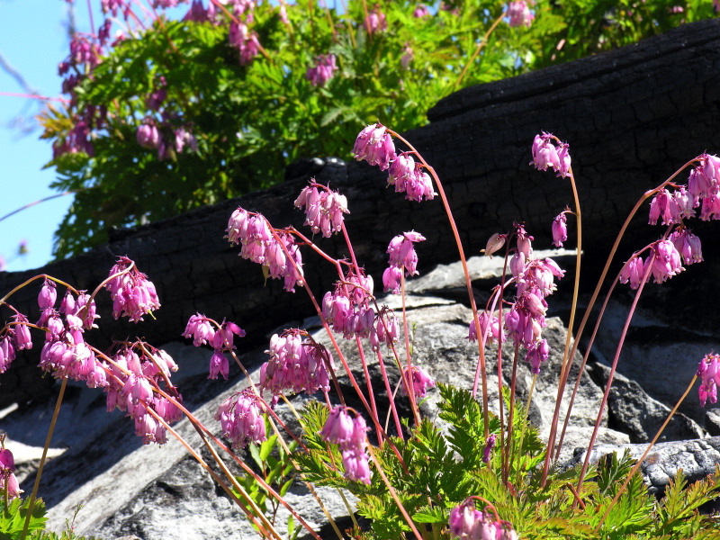 Dicentra_formosa