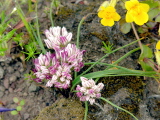 Allium_amplectens
