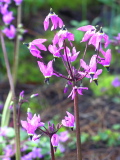 Dodecatheon_hendersonii