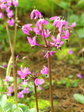 Dodecatheon_hendersonii2