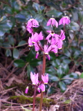 Dodecatheon_hendersonii3