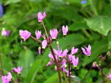 Dodecatheon_hendersonii4