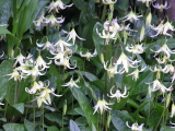 Erythronium_oreganum