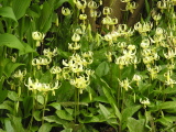 Erythronium_oreganum2